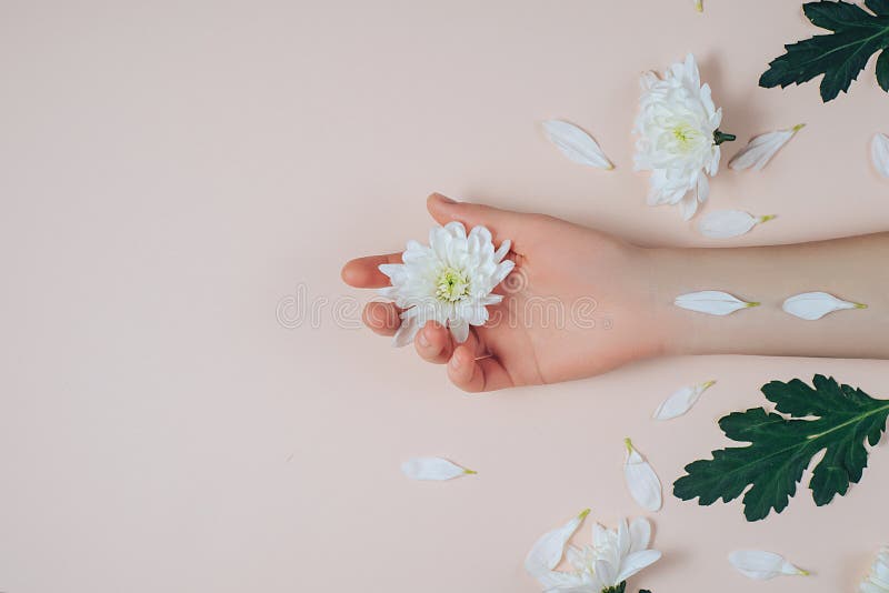 手和白花创造性和时尚艺术皮肤护理在手中妇女 有白花的女性手在桃红色背景 库存照片 手和白花创造性和时尚艺术皮肤护理在手中妇女 有白花的女性手在桃红色背景 库存照片